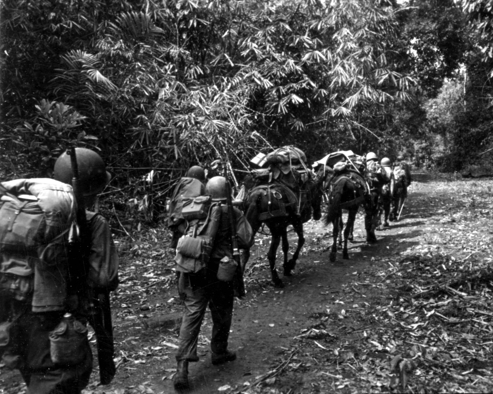 A column of Merrill's Marauders moves out on jungle paths carrying everything in their packs and on their mules.